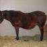 Mares and Breeding Considerations